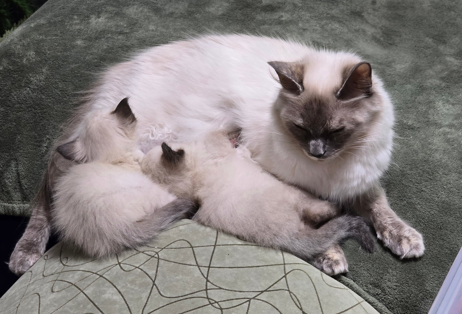 Cats