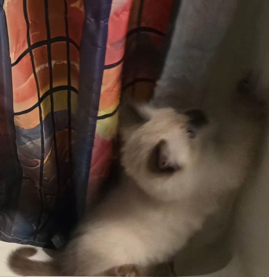 kitten